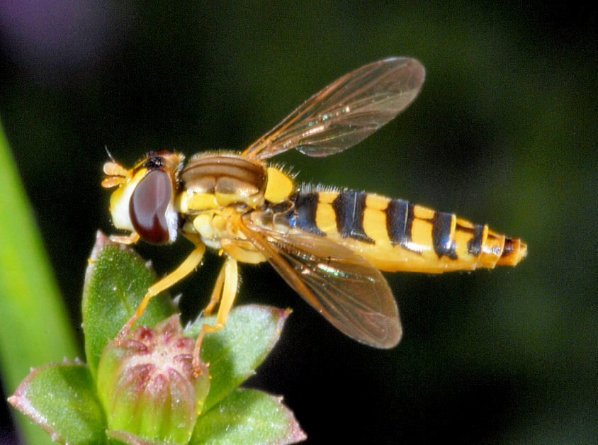 La toeletta